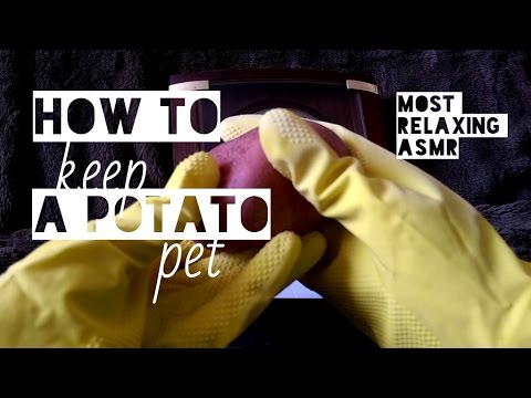 How to Keep a Potato Pet - Binaural ASMR
