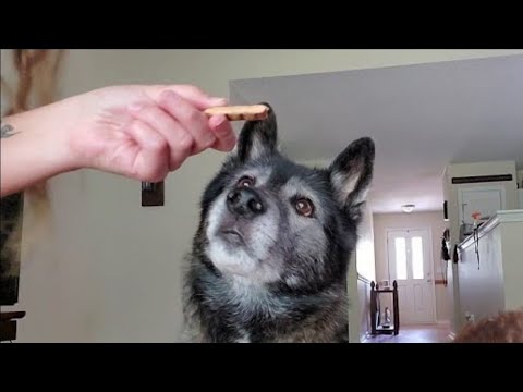 Huskies Reactions to Gifts