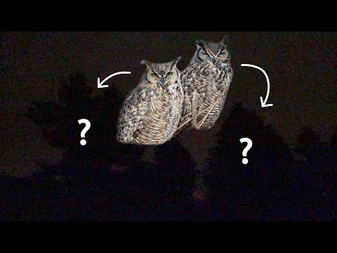 Literally Midnight Owls (ASMR) (Great Horned Owl Sounds)