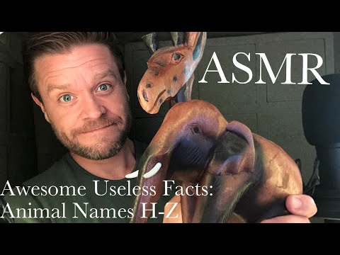ASMR  |  Awesome Useless Facts Part Deux – Animal Groups H-Z