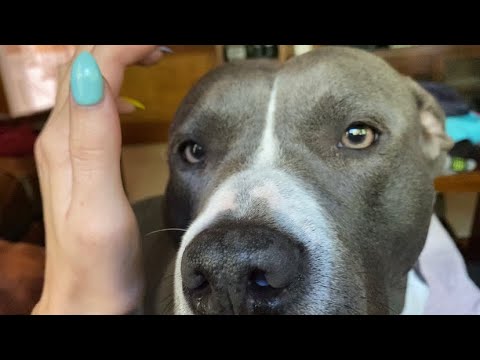 ASMR On a Pit-Bull | Tingly Scratching w Mouth Sounds