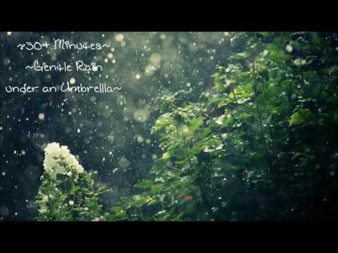 [ASMR] Gentle Rain Sounds Under an Umbrella -ella! - 30 minutes - Nature Sounds