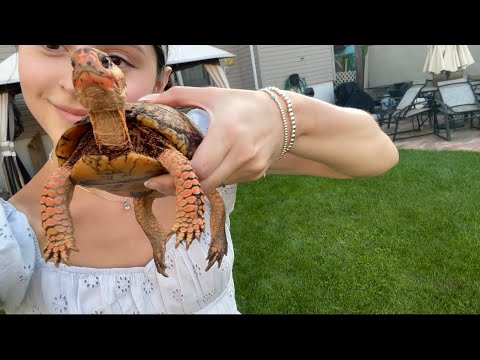 ASMR OUTSIDE 🌱☁️ with Pumpkin the box turtle :) lofi, some fast aggressive, nature sounds for youu