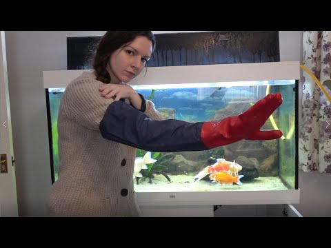 ASMR Cleaning the fish tank - soft speaking