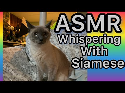 #asmrshorts - ASMR Whispering -  Cat 🐱 💕HELLO  - ASMR SHORTS