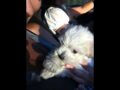 Capo, the Playful Maltipoo Puppy -^_^-