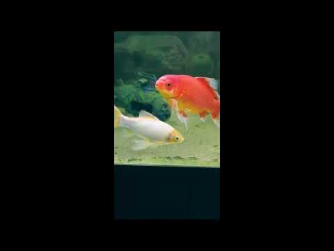 ASMR Relaxing Goldfish with water sounds #shorts