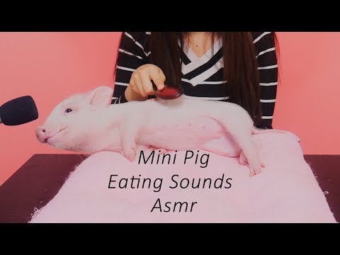 세계최초 미니피그의 먹방 리얼이팅사운드(mini pig's eating sounds)[재미로보는 ASMR]꿀꿀선아,먹방,eating shows,pet,real sounds