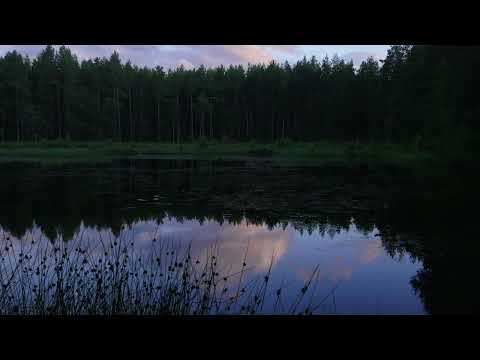 ASMR nature sounds of birds and frogs. Relaxing sounds at small lake.