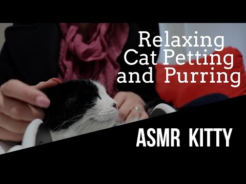 ASMR Relaxing 🐱 Cat Petting and Purring