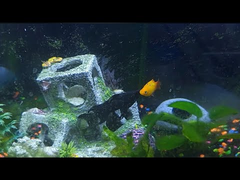 RELAX AND STUDY TO LIVE FISH SWIMMING IN AQUARIUM WITH HEALING MUSIC