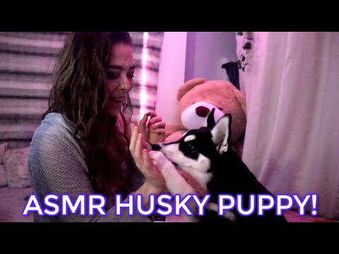 ASMR Playing with my Husky Puppy!