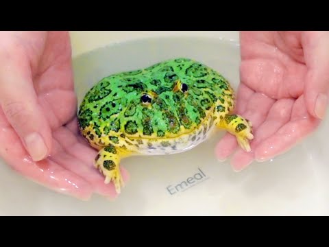 【ASMR】水をちゃぷちゃぷする音🐸ベルツノガエル｜Water Tap Sounds,Pacman Frog