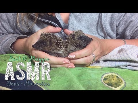 ASMR Français ~ Bart & Maggie, Orphans hedgehogs / Dons + Nouvelles / Whispering