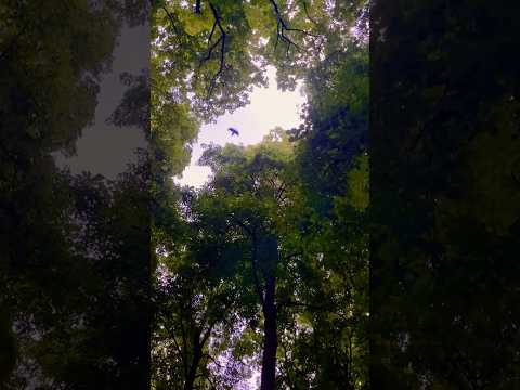 ASMR Relaxing Raindrops Under the Trees | Wait for it…🐦‍⬛☔️🌿#naturesounds #relaxing