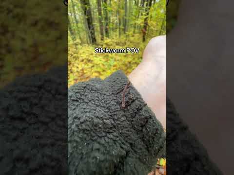 What I imagine stick worms think about #funny #bug #pov