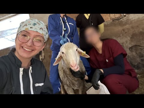 Public ASMR | A Day in My Life As a Vet Student 🐑