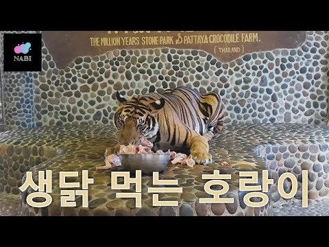 Tiger eating raw chicken (WARNING: SAD!!!)