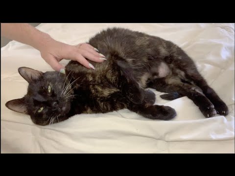 Kitten cat ASMR massage with Pickle