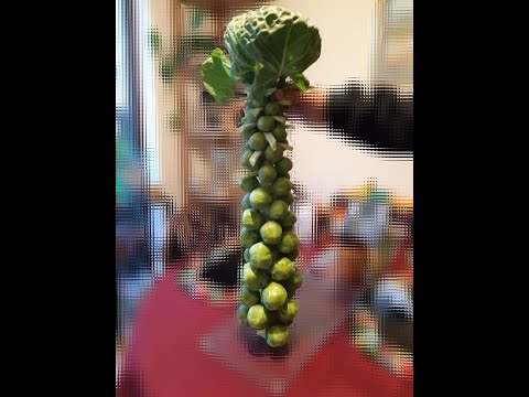 ASMR WITH BRUSSEL SPROUTS (Build Up Tapping & Soft Speaking) [LOFI] #shorts