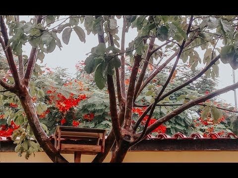 ASMR NATUREZA 🌧🐦