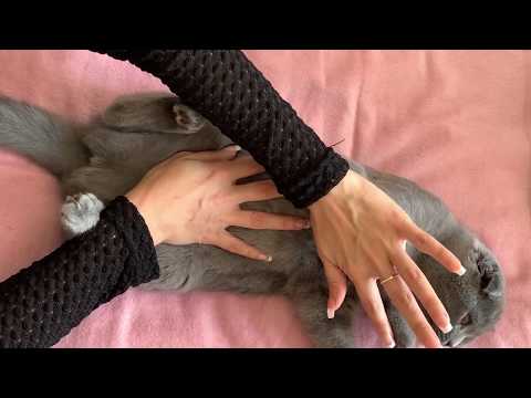 ASMR | Bonus video cat massage