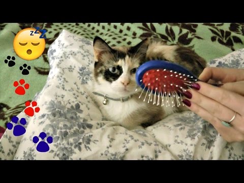 😴 Cat ASMR : Cat Brushing & Crinkly Pillow Sounds 😸