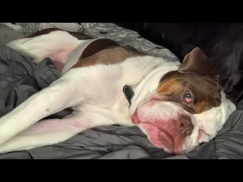 ASMR | dog snooze sounds while I work