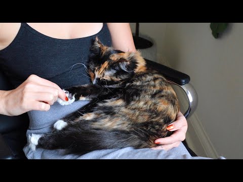 ASMR sweetest lap kitten gets all the pets till she falls asleep (whisper)