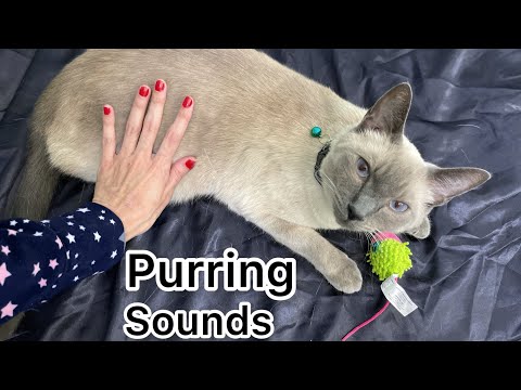 ASMR doing asmr with my cat - Purring Sounds (Whispering) 😻🥰