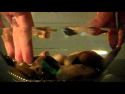 ~~~Water, Pebbles, Shells & Hands~~~ soft spoken visualization relaxation