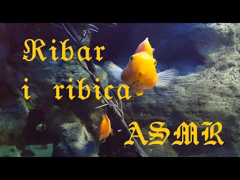 ASMR (SRB) 🐠  "Ribar i ribica" A.S Puškin 🐠 "Tale of the fisherman and the fish" by A.S Pushkin