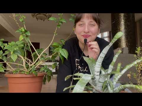 Asmr and relaxation with plants🌱💚✨🪴🌹🌸