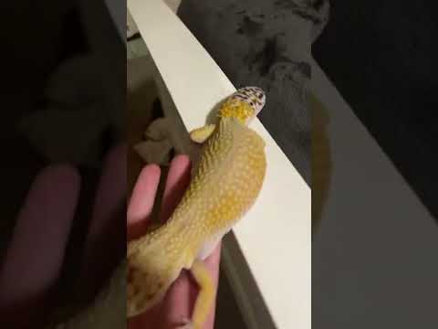 Giant gecko playing his favorite game