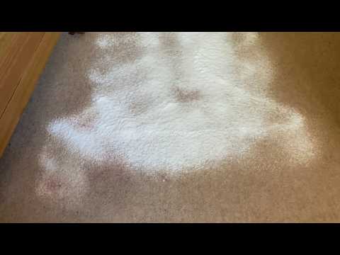 ASMR Cleaning - Short No Talking Cleaning The Carpet By Hand Scrubbing, Foam and Wiping Noises