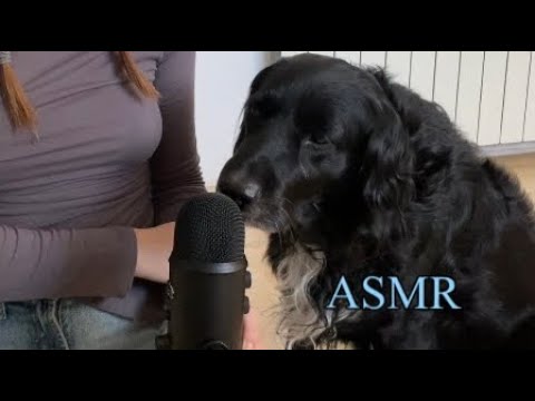 My Dog Does ASMR | brushing sounds