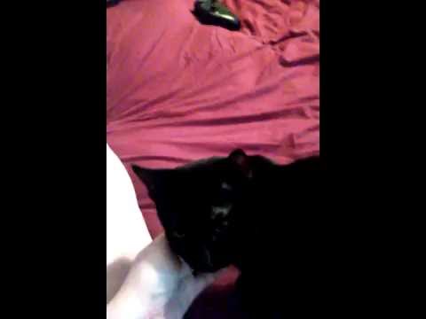 Meet zorro..asmr kitty