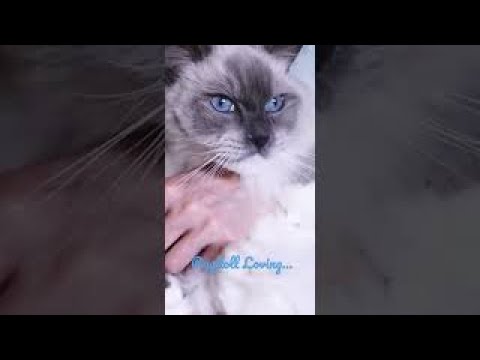 ASMR Sweet-Talking my Ragdoll Kitty Cat 💙💙💙