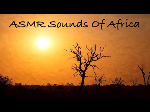 ASMR Fall Asleep In 3 Minutes (Random & Unpredictable Triggers + African Safari + Nature Sounds) 😴