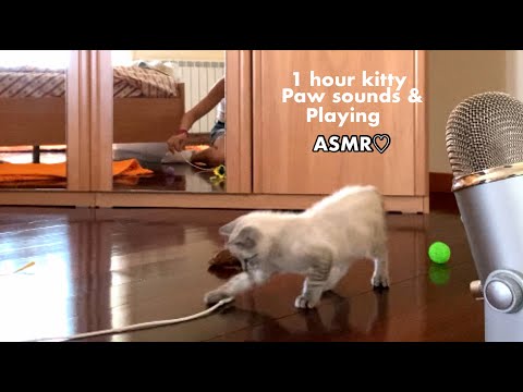 ASMR | 3 month baby kitten running around (PURE SOUNDS, NO TALKING) 🐱  Watch this if u love cats💕