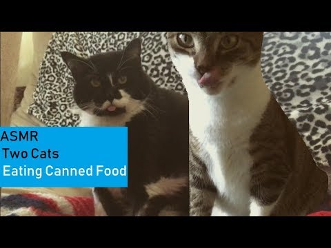 ASMR Two Cats Eating Canned Food