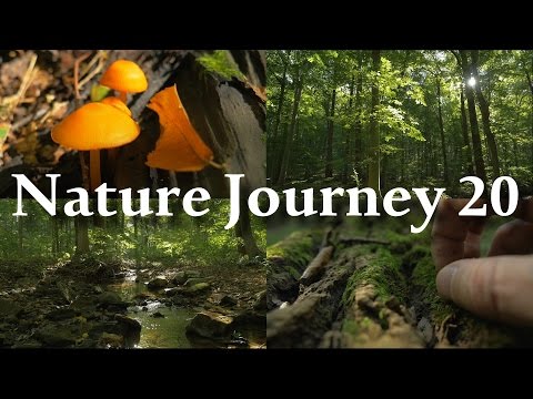 Nature Journey 20 - Relaxing Non-Speaking Walkabout / Fall 2015 / ASMR