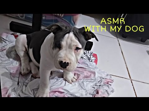 ASMR - With my little dog | IVI ASMR