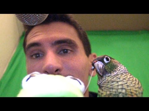 ASMR Casual Loot Crate With Conure (Soft Spoken)