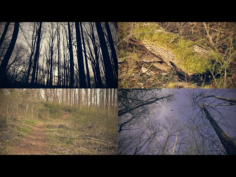 Peaceful Woodland Ambience (Bird Sounds, No Wind or Water, Morning, Early-Spring)