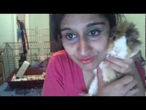 Pet Guinea Pig Video So Cute