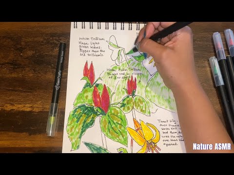 ASMR Relaxing Nature Drawing and Coloring with Music