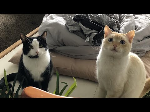 my cats attempting an asmr for 20 minutes