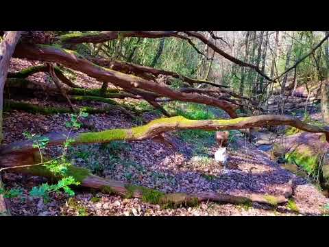ASMR walk with me, Binaural woodland walk - Relaxing Springtime sounds, birds water UK