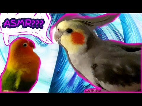 Does birb like ASMR? (Yes! And no! See how)